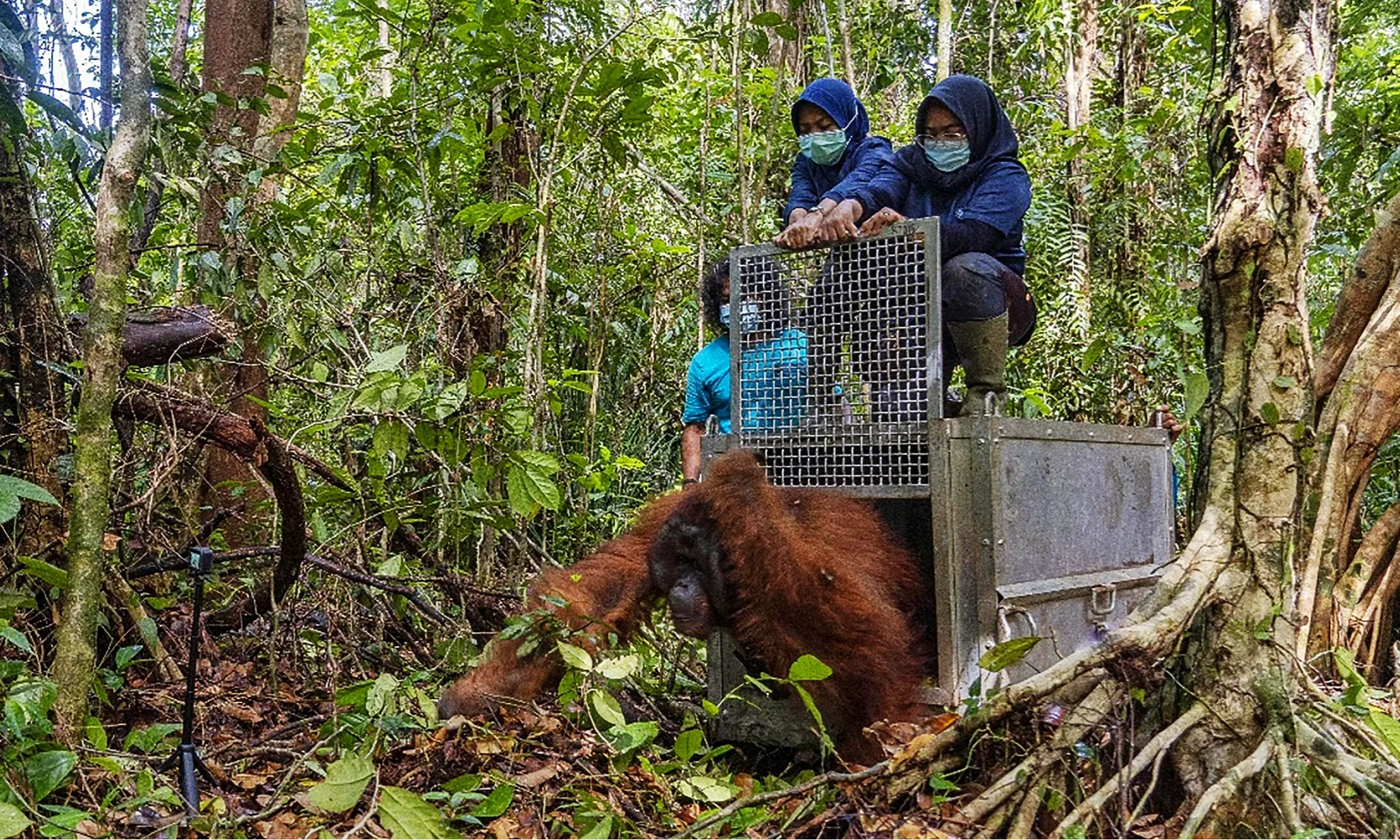 Taman Nasional Gunung Palung